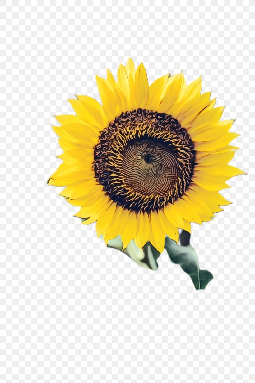Flowers Background, PNG, 1632x2448px, Sunflower, Asterales, Bloom, Common Sunflower, Cuisine Download Free