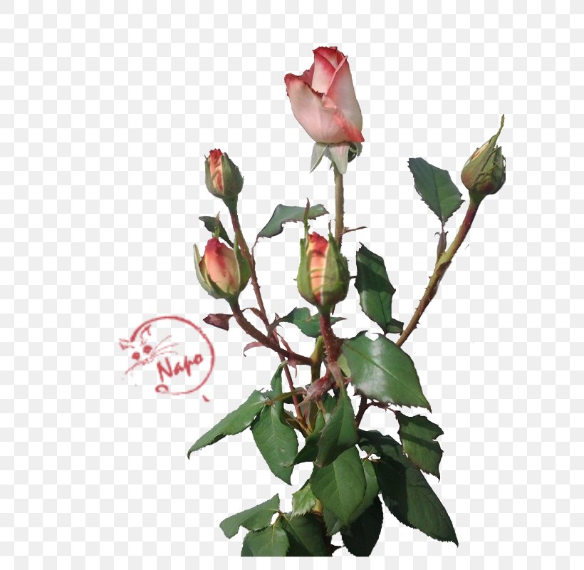 Garden Roses Cabbage Rose Petal Flower, PNG, 600x800px, Garden Roses, Branch, Bud, Cabbage Rose, Cut Flowers Download Free
