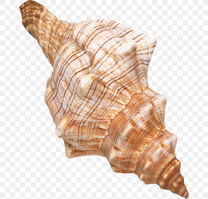 Seashell Clip Art, PNG, 670x786px, Seashell, Cockle, Conch, Information, Sea Download Free