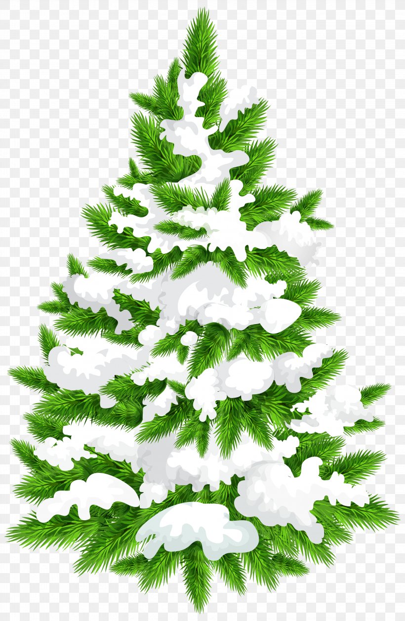 Spruce Fir Tree Clip Art, PNG, 3261x5000px, Spruce, Branch, Christmas Decoration, Christmas Ornament, Christmas Tree Download Free
