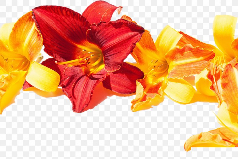 The Best Of Good Morning Wallpaper, PNG, 860x573px, Pixel, Animation, Cut Flowers, Floral Design, Floristry Download Free