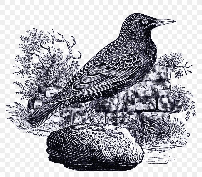 A History Of British Birds American Sparrows History Of British Birds: Volume 1, Containing The History And Description Of Land Birds Common Starling, PNG, 1000x878px, History Of British Birds, American Sparrows, Beak, Bird, Black And White Download Free