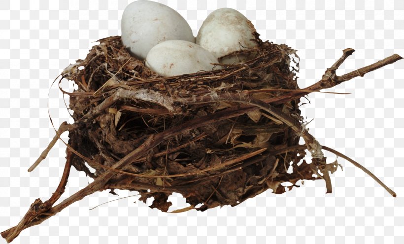 Bird Nest Egg Clip Art, PNG, 1652x1000px, Bird, Adobe Premiere Pro, Bird Nest, Egg, Nest Download Free