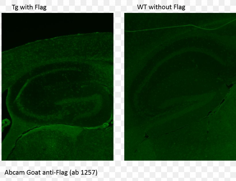 FLAG-tag Antibody Protein Desktop Wallpaper Immunohistochemistry, PNG, 1221x941px, Flagtag, Antibody, Atmosphere, Brand, Computer Download Free