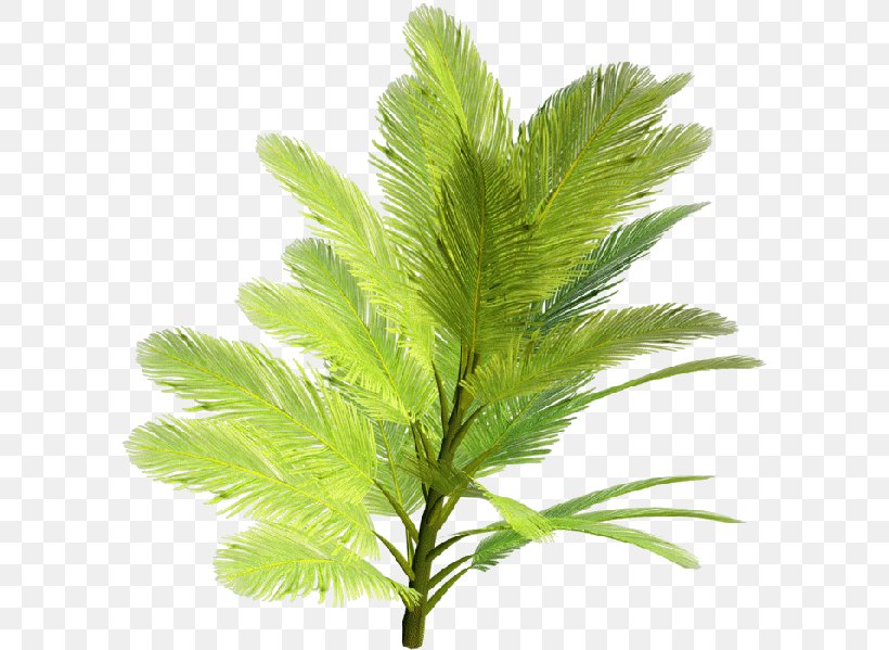 Tropics Shrub Tree Clip Art, PNG, 600x599px, Tropics, Arecales, Elaeis, Evergreen, Grass Download Free