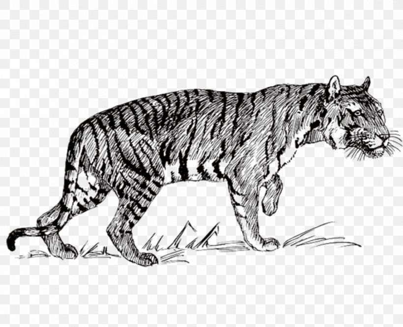 Bengal Tiger Felidae Line Art Clip Art, PNG, 903x734px, Bengal Tiger, Art, Big Cat, Big Cats, Black Download Free