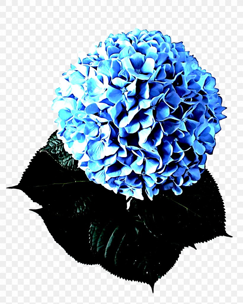 Blue Pom-pom Flower Cobalt Blue Plant, PNG, 2400x3000px, Blue, Cobalt Blue, Cut Flowers, Electric Blue, Flower Download Free