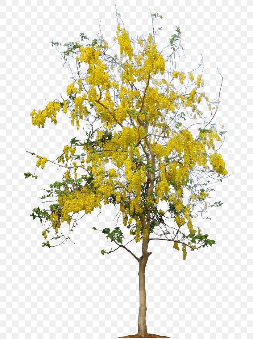 Cerbera Manghas Golden Shower Tree Twig Plant, PNG, 740x1100px, Cerbera Manghas, Branch, Cassia, Cerbera, Flower Download Free