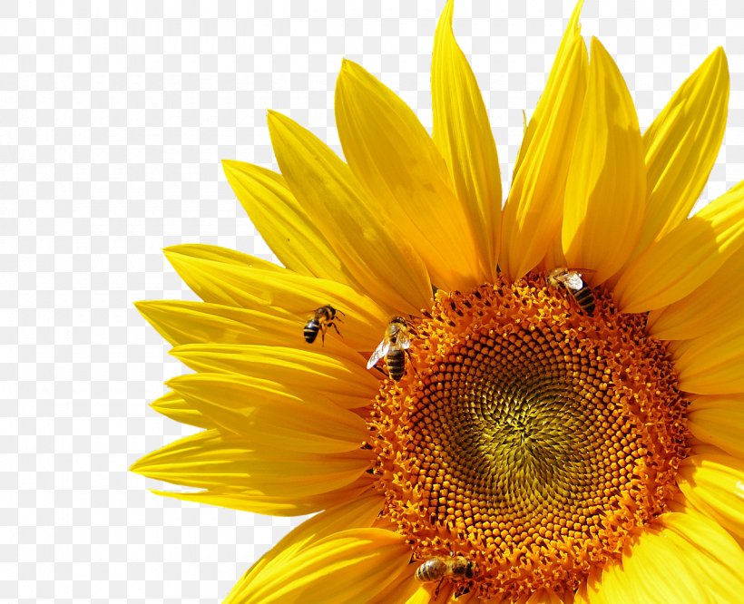 Honey Bee Common Sunflower Insect, PNG, 1280x1040px, Bee, Bee Pollen, Beehive, Blossom, Bumblebee Download Free