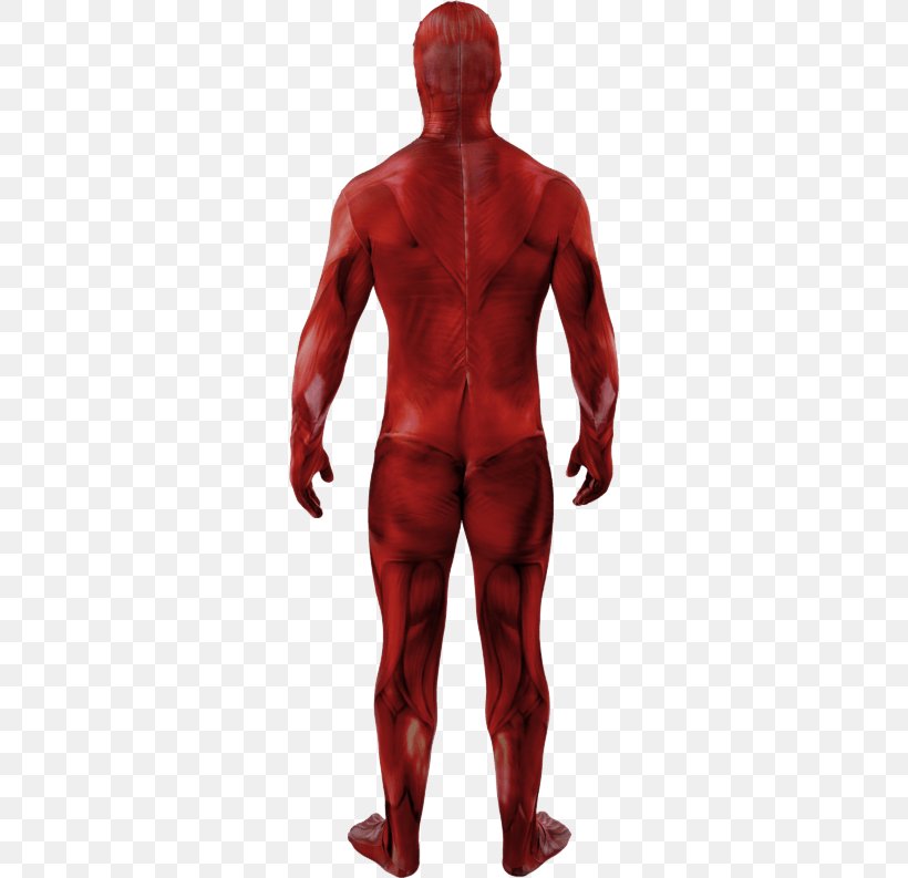 Anatomia Del Corpo Umano Anatomy Muscle Human Body Skin, PNG, 500x793px, Anatomy, Amazoncom, Arm, Fictional Character, Figurine Download Free