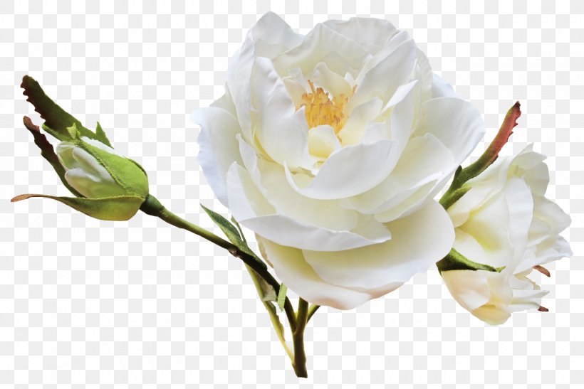 Flower Garden Roses Centifolia Roses Clip Art, PNG, 1280x855px, Flower, Adobe Flash, Branch, Bud, Centifolia Roses Download Free
