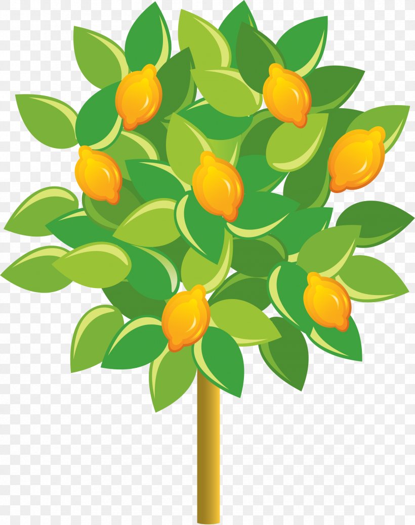 Fruit Tree, PNG, 2366x3000px, Citrus, Calamondin, Flower, Fruit Tree, Green Download Free