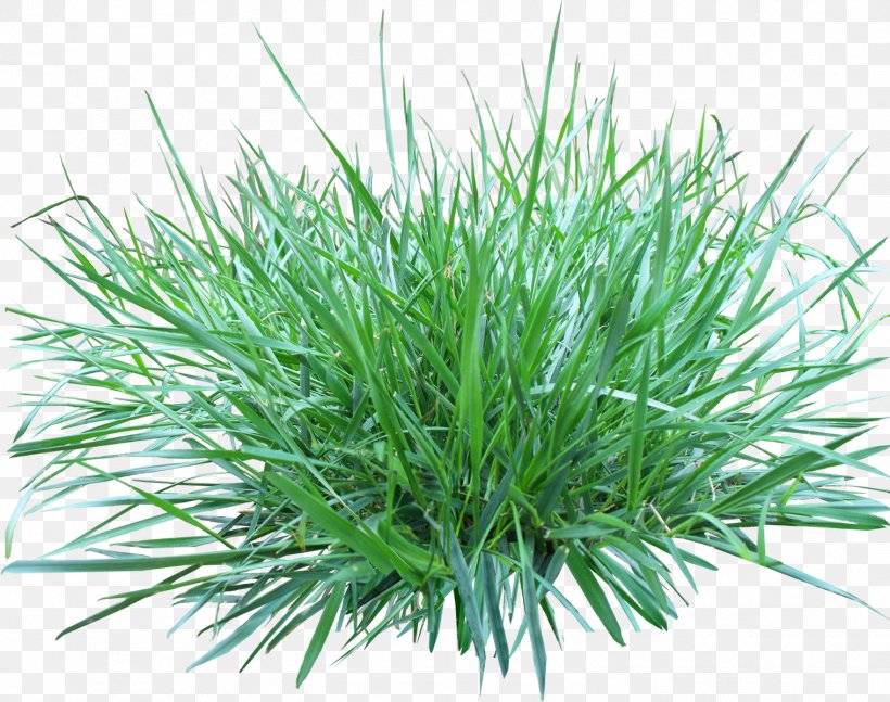 Grass, PNG, 1519x1200px, Image Resolution, Chrysopogon Zizanioides, Commodity, Dots Per Inch, Grass Download Free