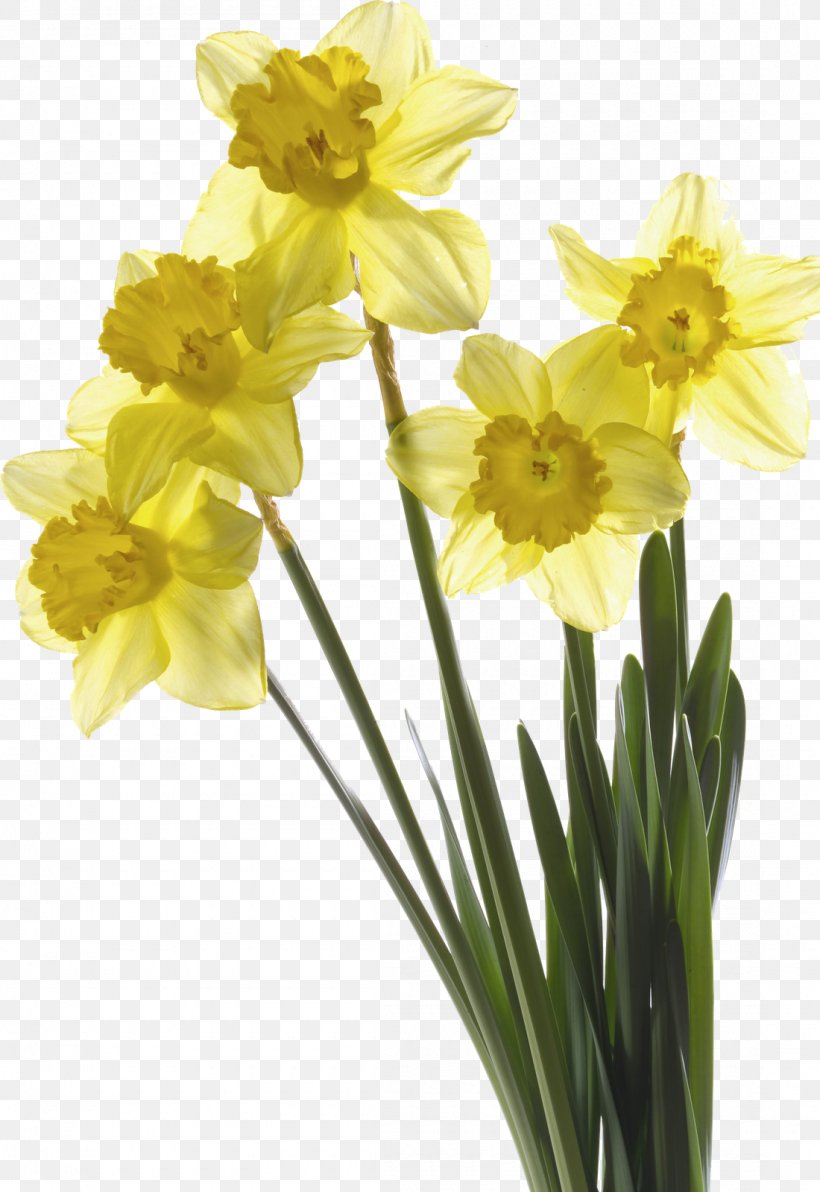Narcissus Pseudonarcissus I Wandered Lonely As A Cloud Narcissus Papyraceus Flower Tulip, PNG, 1100x1600px, Narcissus Pseudonarcissus, Amaryllis Family, Cut Flowers, Daffodil, Flower Download Free
