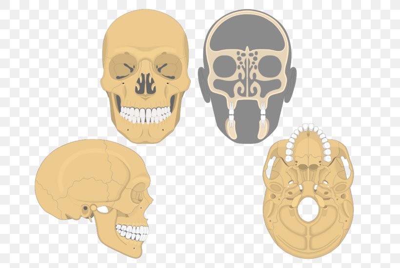 Skull Paranasal Sinuses Nasal Cavity Maxilla, PNG, 701x550px, Skull, Anatomy, Bone, Coronal Plane, Cribriform Plate Download Free