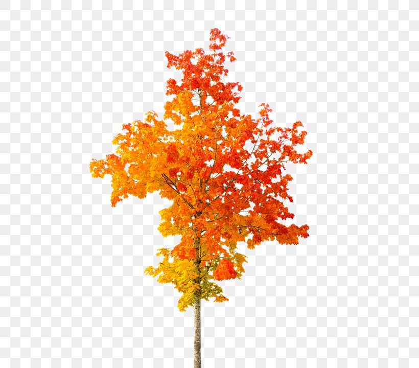 Autumn Leaf Color Tree Clip Art, PNG, 532x720px, Autumn, Autumn Leaf Color, Branch, Flowering Plant, Leaf Download Free