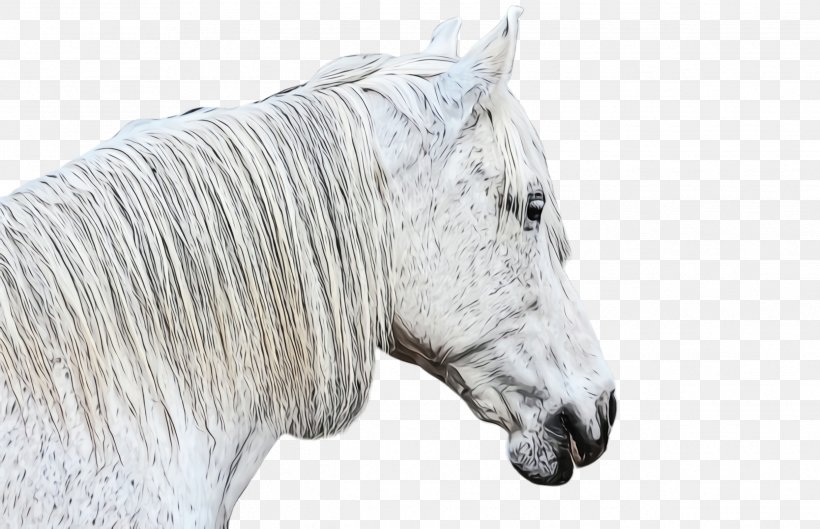 Horse White Mane Animal Figure Snout, PNG, 2488x1608px, Watercolor, Animal Figure, Blackandwhite, Drawing, Horse Download Free