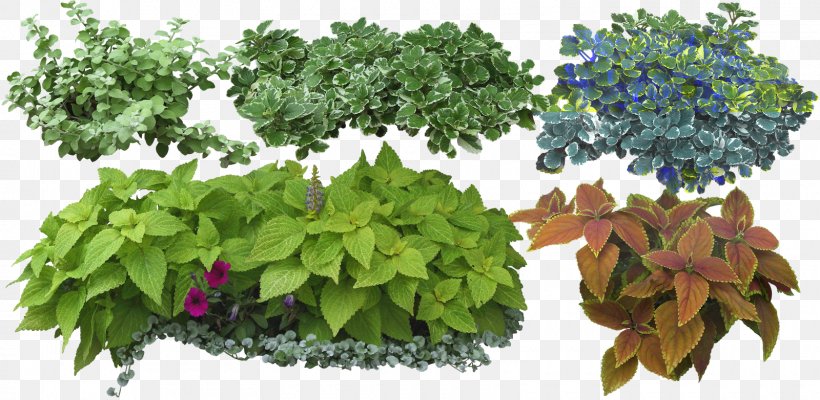 Shrub Herbs & Flowers: Plant, Grow, Eat On Landscape Architecture Tree, PNG, 1600x782px, Shrub, Evergreen, Flower, Garden, Herb Download Free