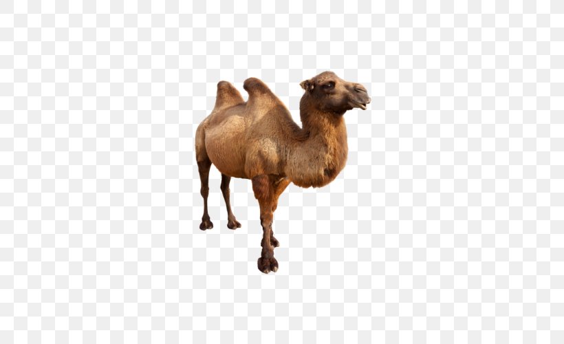 Bactrian Camel Dromedary Stock Photography Royalty-free, PNG, 512x500px, Bactrian Camel, Arabian Camel, Camel, Camel Like Mammal, Camel Train Download Free