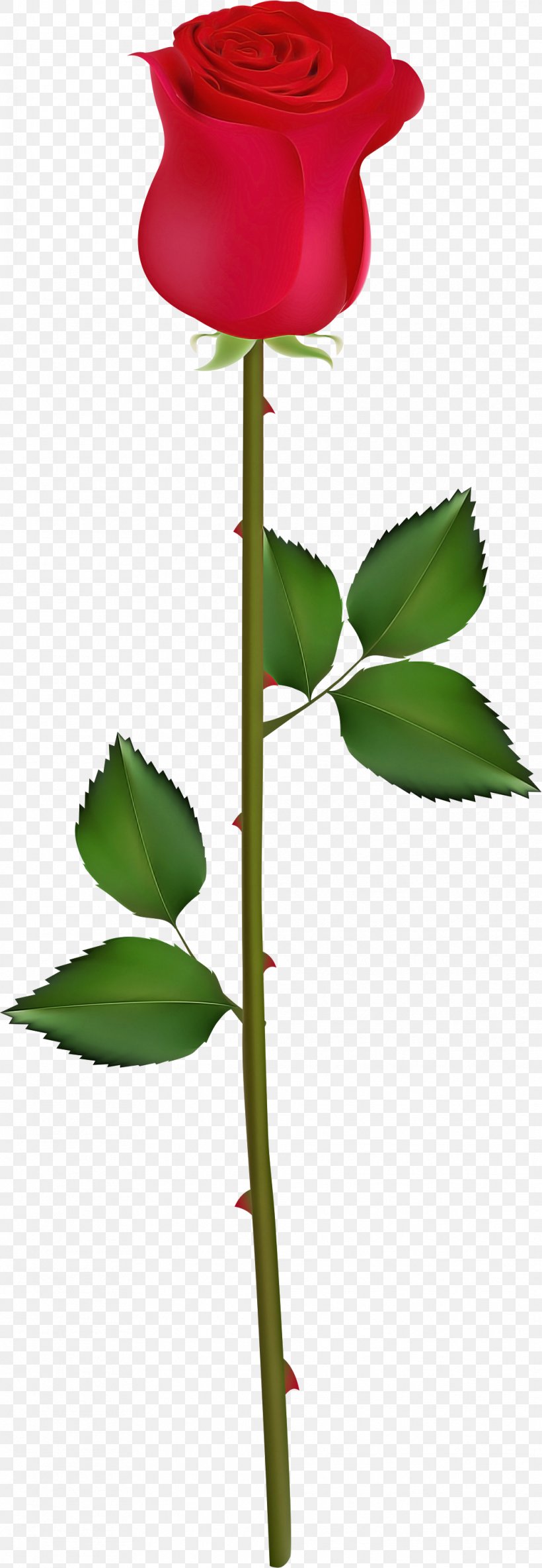 Flower Leaf Plant Flowering Plant Plant Stem, PNG, 1039x3000px, Flower, Flowering Plant, Leaf, Plant, Plant Stem Download Free