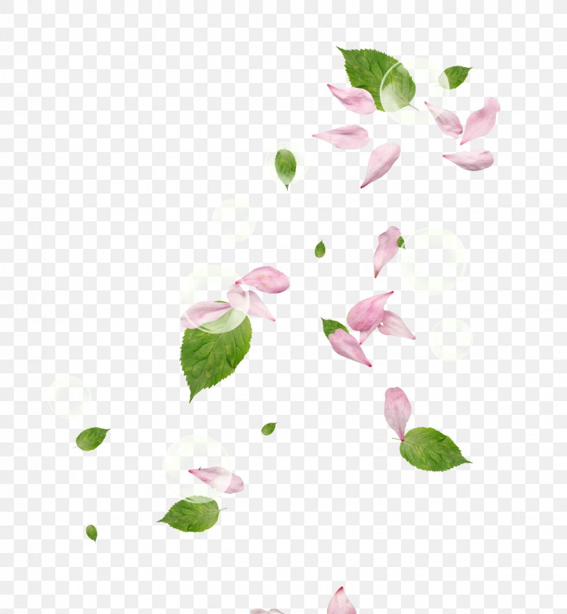 Petal Flower Pink, PNG, 1569x1700px, Petal, Blue Rose, Floral Design, Flower, Green Download Free