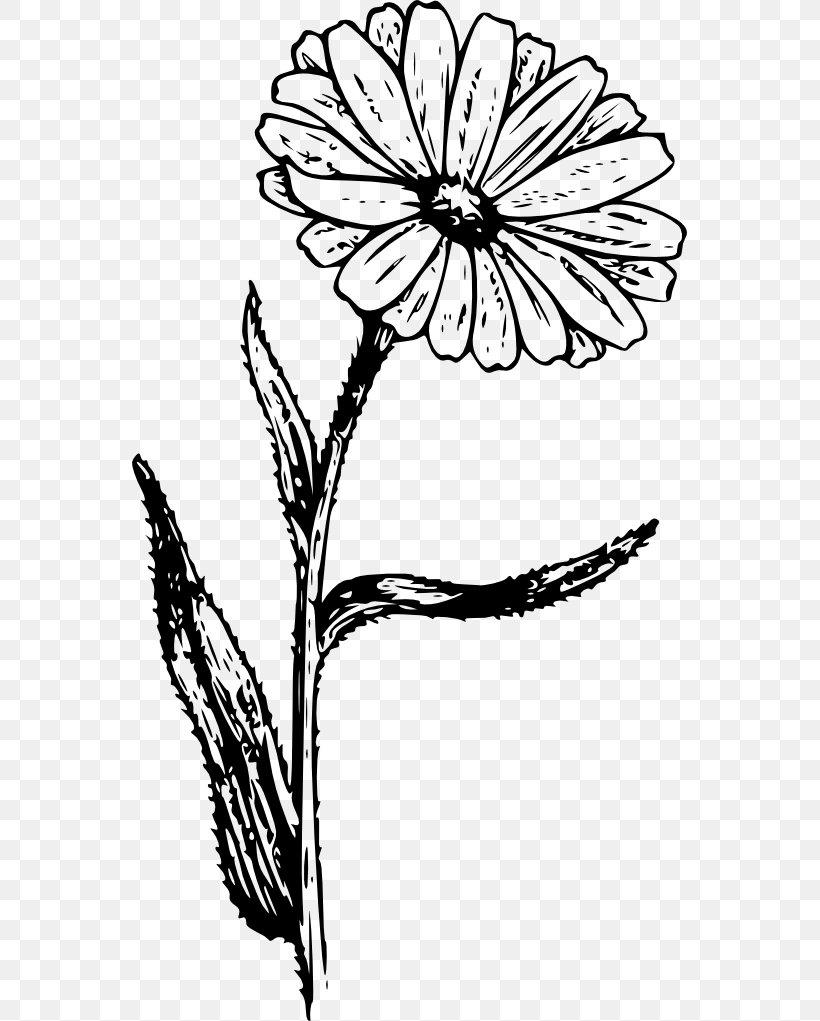 Aster Drawing Flower Coloring Book Sketch, PNG, 555x1021px, Aster, Black And White, Blackandwhite, Botany, Chamomile Download Free