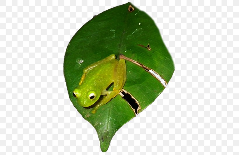 Friends For Conservation And Development True Frog Resource Natural Environment, PNG, 525x531px, True Frog, Amphibian, Belize, Conservation, Environmental Education Download Free