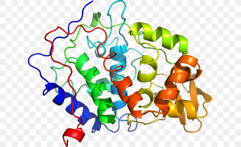 SLC3A2 Protein Solute Carrier Family SLC7A11, PNG, 629x500px, Protein, Alphaamylase, Amino Acid, Animal Figure, Antiporter Download Free