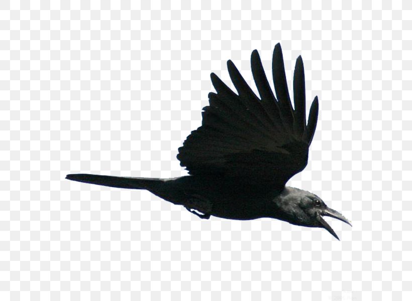 American Crow Fly Bird Rook Flight, PNG, 600x600px, American Crow, Beak, Bird, Bird Flight, Black And White Download Free