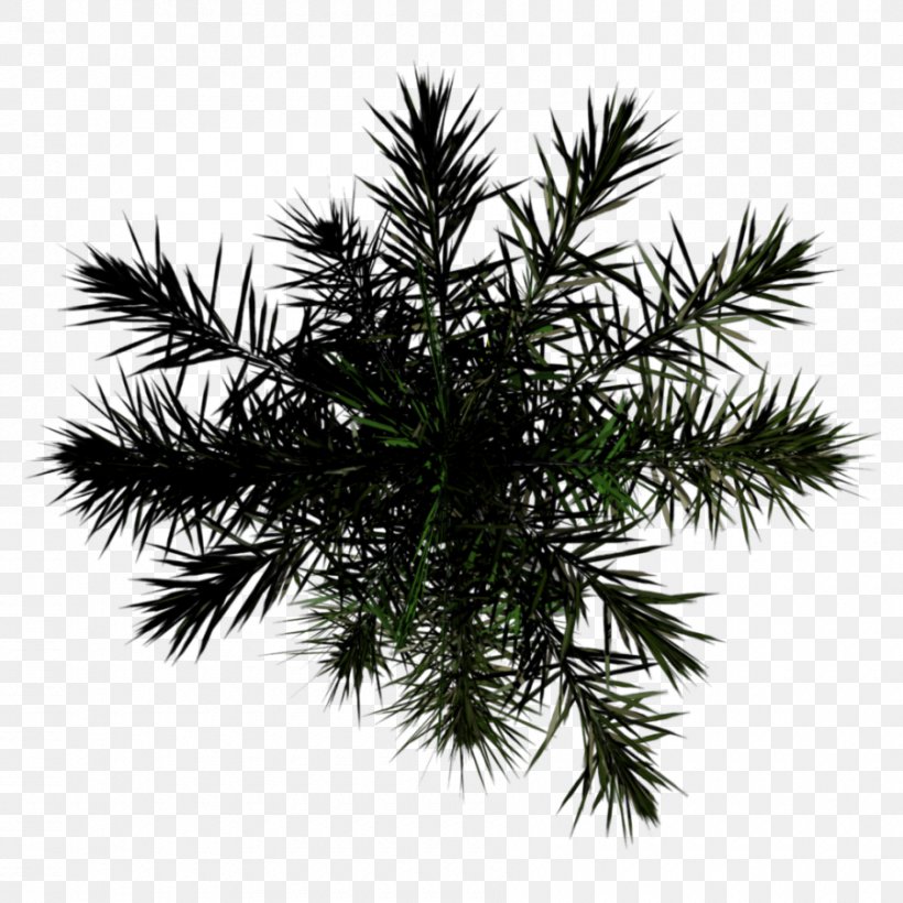 Asian Palmyra Palm Spruce Palm Trees Fir, PNG, 900x900px, Asian Palmyra Palm, Alpha Compositing, Alpha Mapping, Arecales, Borassus Download Free