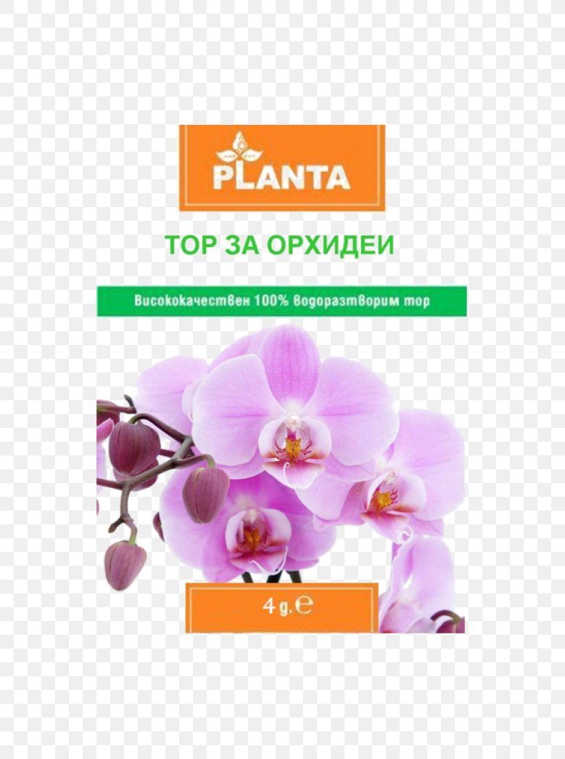 Orchids In India Cooktown Orchid A Simple Guide To Immunity Flower, PNG, 800x1100px, Orchids, Cattleya Orchids, Cooktown Orchid, Cut Flowers, Dendrobium Download Free