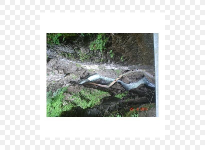 Reptile Breitachklamm Ecosystem Fauna Tree, PNG, 800x600px, Reptile, Ecosystem, Fauna, Grass, Organism Download Free