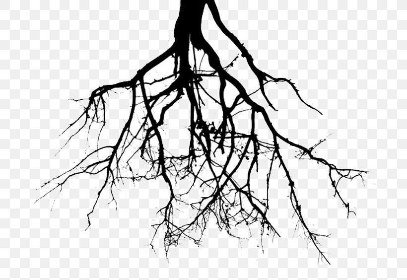 Root Tree Drawing Clip Art, PNG, 713x564px, Root, Artwork, Black And White, Branch, Drawing Download Free