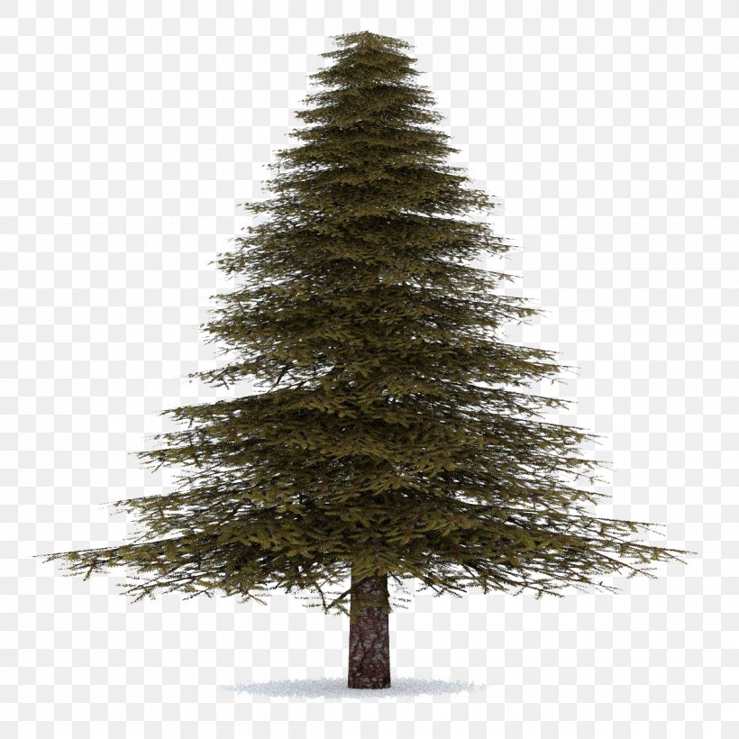 Spruce Christmas Ornament Fir Pine Christmas Tree, PNG, 1200x1200px, Pine, Balsam Fir, Christmas Decoration, Christmas Ornament, Christmas Tree Download Free