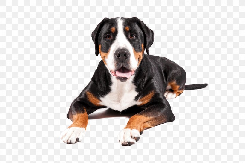 Dog Breed Greater Swiss Mountain Dog Bernese Mountain Dog Appenzeller Sennenhund Entlebucher Mountain Dog, PNG, 1170x780px, Dog Breed, Appenzeller Sennenhund, Bernese Mountain Dog, Breed, Carnivoran Download Free