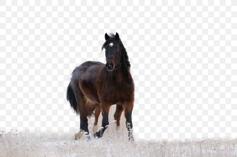 Horse Pony Photography Stallion, PNG, 1280x850px, Horse, Bridle, Colt, Foal, Horse Harness Download Free