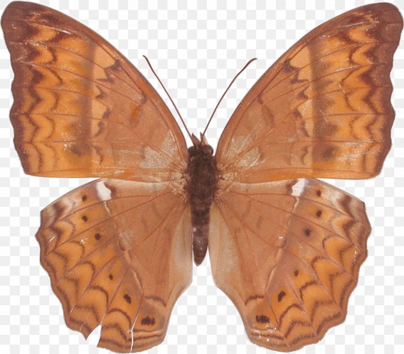 Butterfly Gossamer-winged Butterflies Cirrochroa Brush-footed Butterflies Moth, PNG, 975x855px, Watercolor, Cartoon, Flower, Frame, Heart Download Free