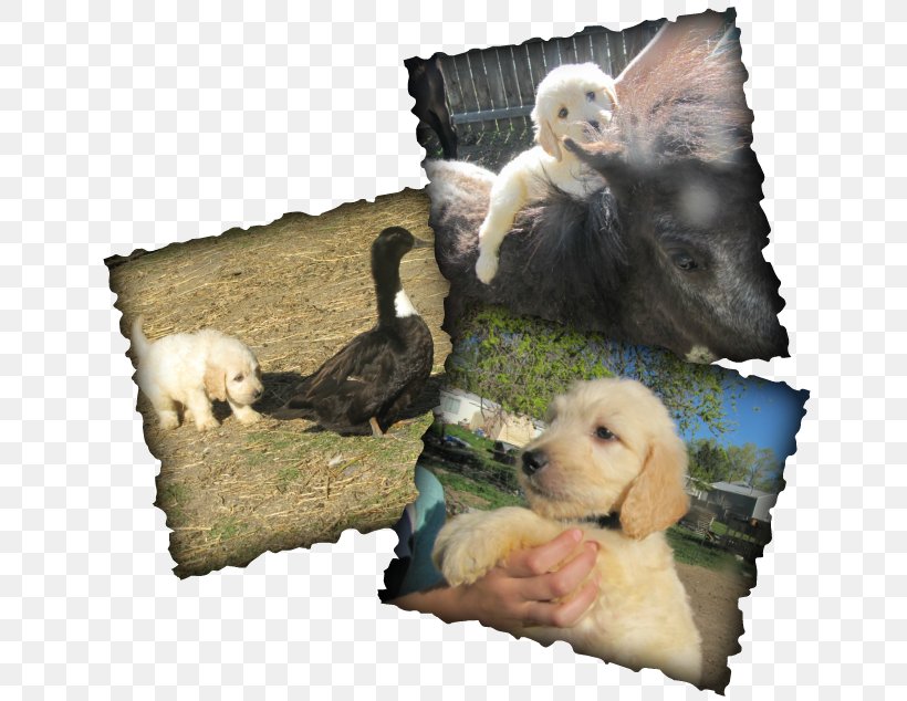 Dog Breed Puppy Fauna Crossbreed, PNG, 652x634px, Dog Breed, Breed, Carnivoran, Crossbreed, Dog Download Free