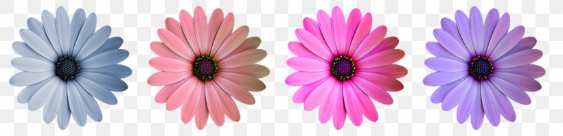 Image Flower Vector Graphics Pixabay Stock.xchng, PNG, 1395x340px, Flower, Close Up, Color, Daisy Family, Flora Download Free