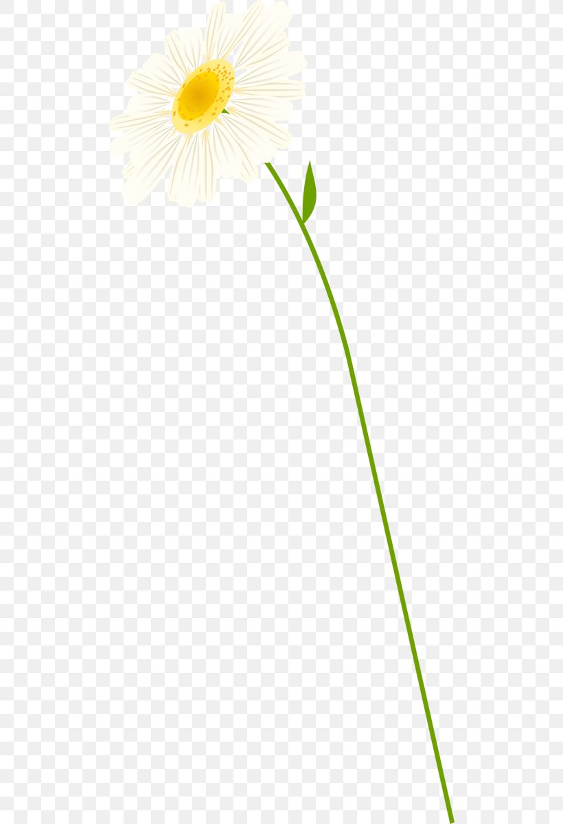 Oxeye Daisy German Chamomile Roman Chamomile Cut Flowers, PNG, 504x1200px, Oxeye Daisy, Advertising, Chamaemelum, Chamaemelum Nobile, Chamomile Download Free