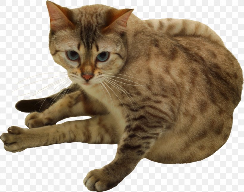 Dragon Li Bengal Cat Ocicat Toyger European Shorthair, PNG, 2415x1896px, Dragon Li, American Bobtail, American Shorthair, American Wirehair, Asian Download Free