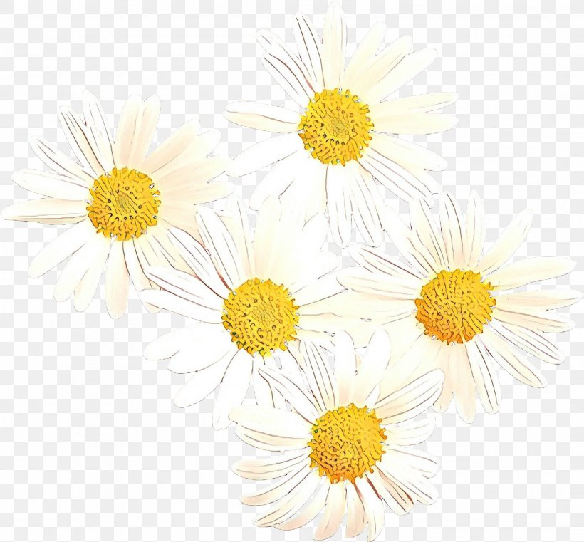 Oxeye Daisy Chrysanthemum Roman Chamomile Dandelion Sunflower, PNG, 2134x1981px, Oxeye Daisy, Aster, Camomile, Chamaemelum Nobile, Chamomile Download Free