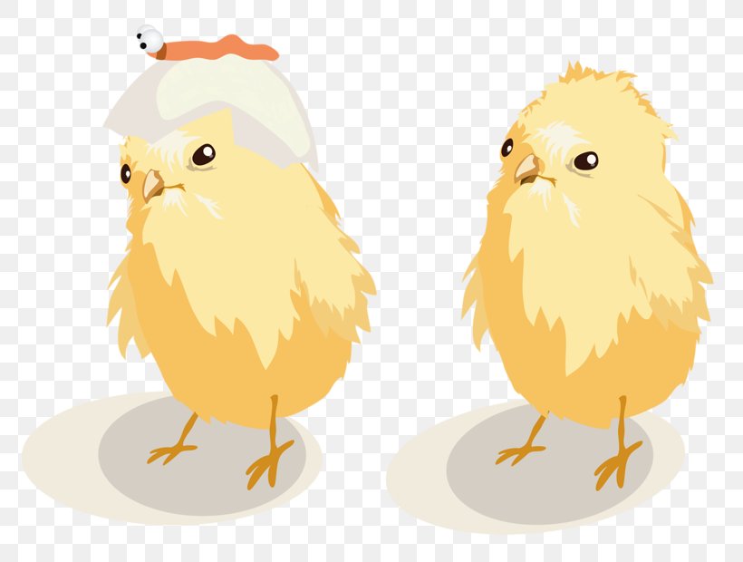 Chicken Illustration, PNG, 800x620px, Chicken, Animal, Beak, Bird, Bird Of Prey Download Free