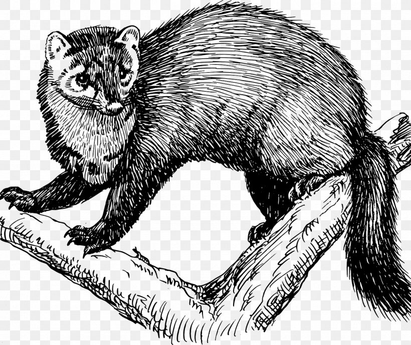 Fisher Cat Animal Clip Art, PNG, 1280x1076px, Fisher, Animal, Beaver, Black And White, Carnivoran Download Free