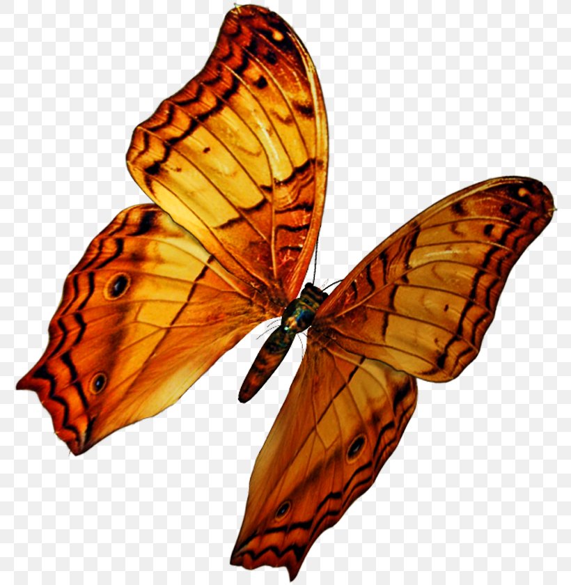 Monarch Butterfly PicsArt Photo Studio Editing Moth, PNG, 786x840px, Monarch Butterfly, Arthropod, Autumn, Brush Footed Butterfly, Brushfooted Butterflies Download Free