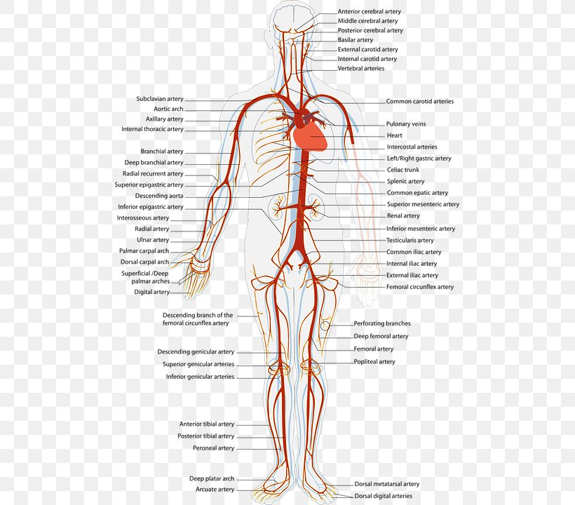 Artery Blood Vessel Cardiovascular Disease Human Body Vein, PNG, 491x720px, Watercolor, Cartoon, Flower, Frame, Heart Download Free