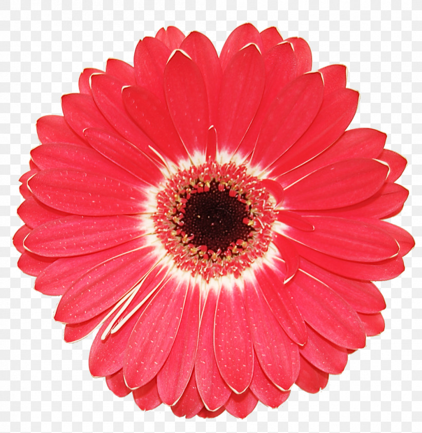 Artificial Flower, PNG, 1002x1030px, Barberton Daisy, Annual Plant, Artificial Flower, Asterales, Cut Flowers Download Free