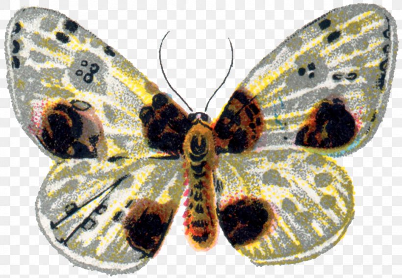 Butterfly Moth Insect Clip Art, PNG, 963x666px, Butterfly, Animal, Arthropod, Brush Footed Butterfly, Butterflies And Moths Download Free