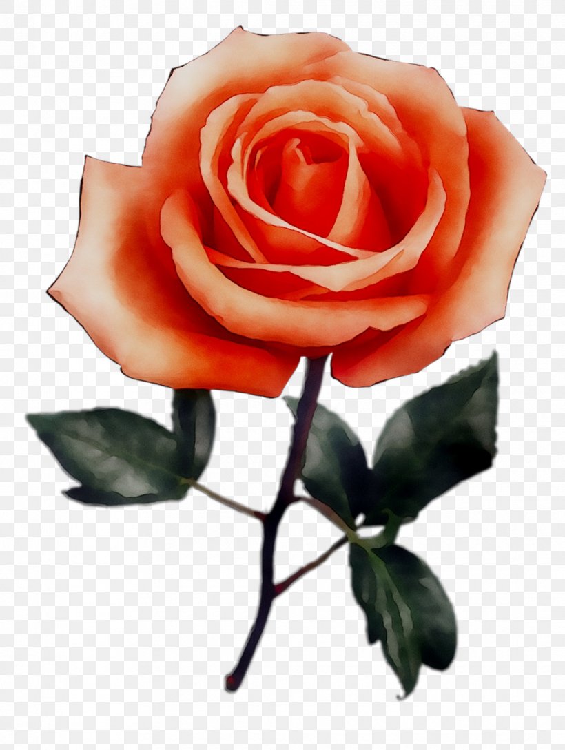 Garden Roses Cabbage Rose Floribunda Cut Flowers, PNG, 1035x1375px, Garden Roses, Artificial Flower, Botany, Cabbage Rose, Camellia Download Free