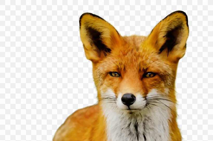Red Fox Fox Wildlife Dhole Jackal, PNG, 2456x1628px, Watercolor, Dhole, Fox, Jackal, Paint Download Free